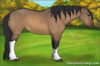 Horse Color:Bay Dun