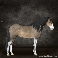 Horse Color:Buckskin Dun Sabino