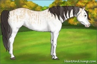 Horse Color:White Spotted Bay Dun Splash  and White Spotted Bay Dun Splash 