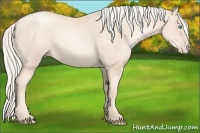 Horse Color:Gold Cream Champagne Pearl