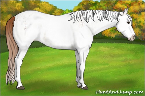 Horse Color:White Spotted Red Dun Splash Rabicano  and White Spotted Chestnut Splash 