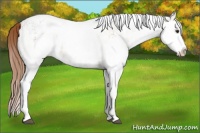 Horse Color:White Spotted Red Dun Splash Rabicano  and White Spotted Chestnut Splash 
