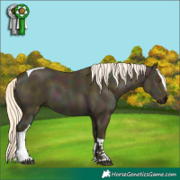 Horse Color:Midnight Palomino Dun Tobiano