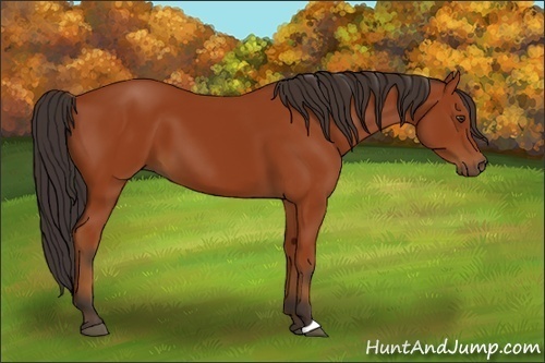 Horse Color:Bay 