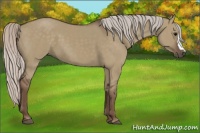 Horse Color:Silver Grullo 