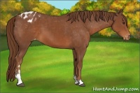 Horse Color:Chestnut Sabino Appaloosa