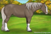 Horse Color:Silver Black Splash 