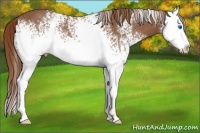 Horse Color:White Spotted Chestnut Sabino Splash 