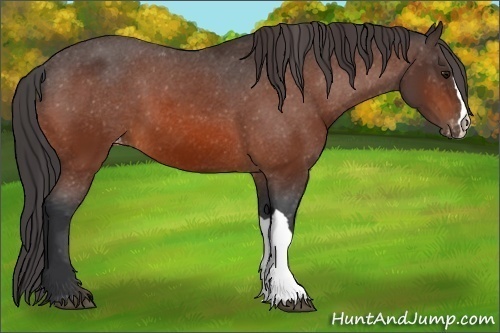Horse Color:Bay Varnish