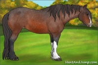 Horse Color:Bay Varnish 