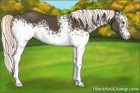 Horse Color:White Spotted Liver Chestnut 