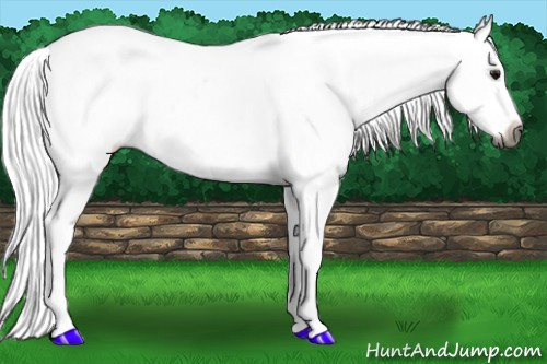 Horse Color:Gray White Spotted Bay Splash Appaloosa