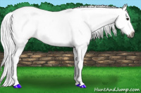 Horse Color:Gray White Spotted Bay Splash Appaloosa