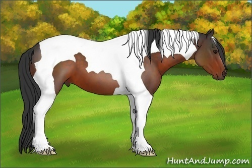 Horse Color:Brown Tobiano