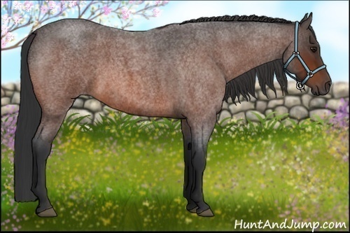 Horse Color:Bay Roan 