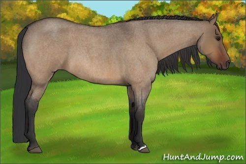 Horse Color:Bay Roan Dun