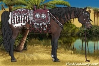 Horse Color:Brown Appaloosa 