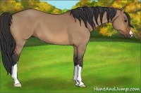 Horse Color:Bay Dun