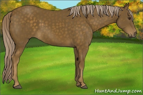 Horse Color:Chocolate Palomino 