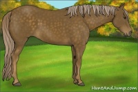 Horse Color:Chocolate Palomino 