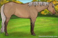 Horse Color:Silver Bay Dun Rabicano