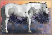 Horse Color:Black Sabino Tobiano 