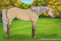 Horse Color:Silver Brown Dun