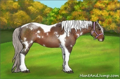 Horse Color:White Spotted Silver Brown Tobiano 