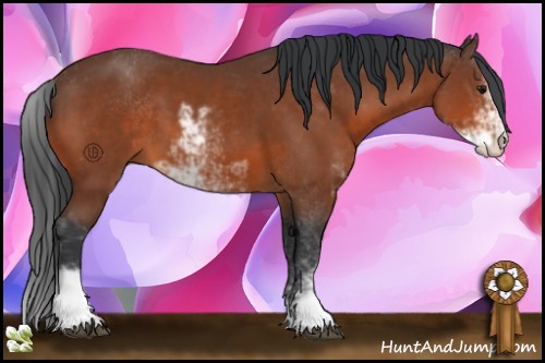 Horse Color:Bay Sabino 
