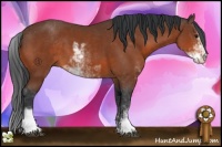 Horse Color:Bay Sabino 