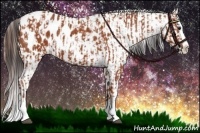 Horse Color:Bay Sabino Splash Appaloosa and Bay Sabino Splash Appaloosa