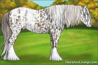 Horse Color:White Spotted Chocolate Palomino Sabino Splash Snowflake Varnish  and Liver Chestnut Sabino Splash Varnish 