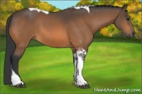 Horse Color:Buckskin Tobiano 