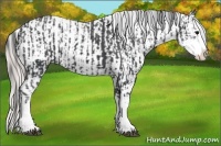 Horse Color:Black Sabino Splash Varnish  and White Spotted Silver Black Sabino Splash Varnish 