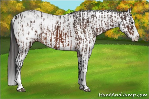 Horse Color:Brown Sabino Splash Appaloosa and Gray Brown Sabino Splash Appaloosa
