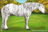 Horse Color:Liver Chestnut Sabino Splash Appaloosa and Liver Chestnut Sabino Splash Frame Appaloosa
