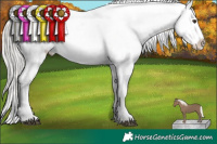 Horse Color:Liver Chestnut Mushroom Sabino Splash Appaloosa  and Liver Chestnut Mushroom Sabino Splash Appaloosa 