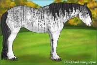 Horse Color:White Spotted Blue Roan Rabicano  and White Spotted Blue Roan Rabicano 