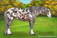 Horse Color:Bay Sabino Splash Appaloosa and Bay Sabino Splash Appaloosa