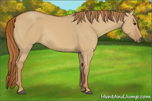 Horse Color:Red Dun 