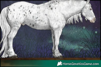 Horse Color:Midnight Silver Black Chinchilla Sabino Splash Appaloosa and Midnight Silver Black Chinchilla Sabino Appaloosa