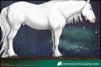 Horse Color:Midnight Silver Black Chinchilla Sabino Splash Appaloosa  and Midnight Silver Black Chinchilla Sabino Appaloosa 