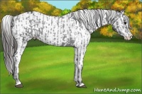 Horse Color:Black Sabino Splash Appaloosa  and Black Sabino Splash Appaloosa 