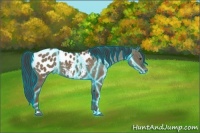 Horse Color:Thunderstruck Liver Red Dun Appaloosa 