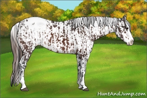 Horse Color:Bay Sabino Splash Appaloosa  and Bay Sabino Splash Appaloosa 
