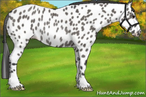 Horse Color:Grullo Appaloosa Rabicano