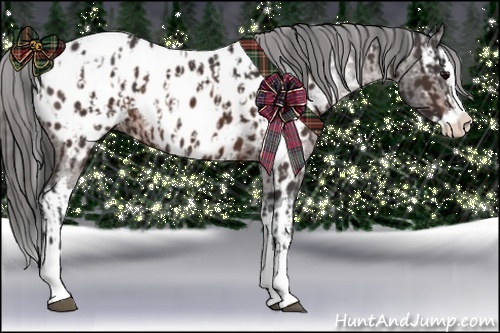 Horse Color:Brown Sabino Splash Appaloosa  and Brown Sabino Splash Appaloosa 