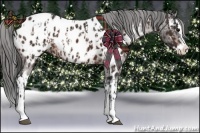 Horse Color:Brown Sabino Splash Appaloosa  and Brown Sabino Splash Appaloosa 