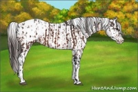 Horse Color:Bay Sabino Splash Appaloosa and Bay Sabino Splash Appaloosa