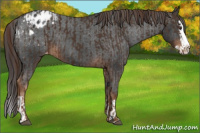 Horse Color:Liver Chestnut Sabino Splash Appaloosa  and Gray Liver Chestnut Sabino Splash Appaloosa 